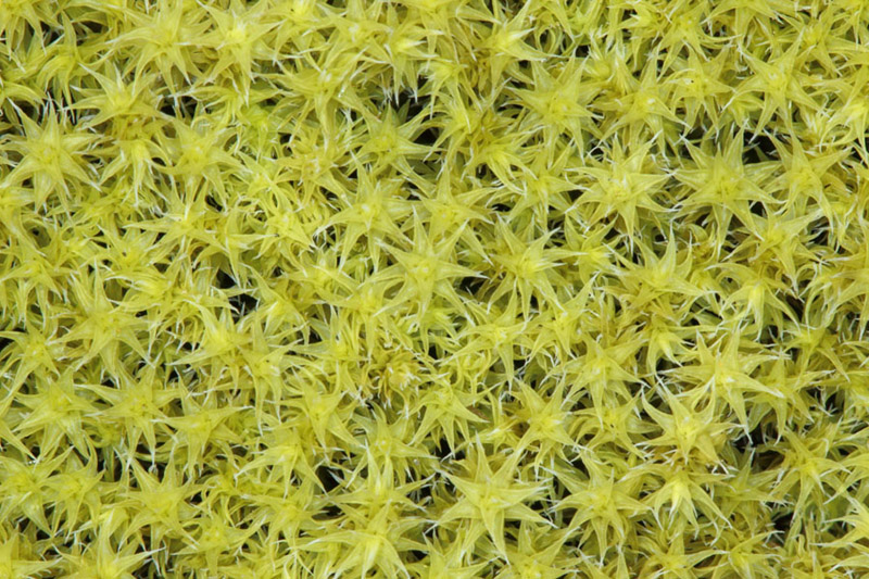 Racomitrium canescens subsp. canescens